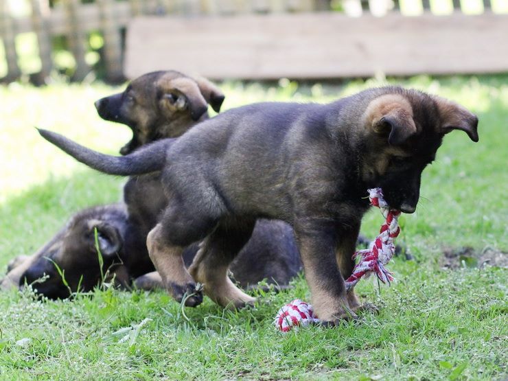 German shepherd puppies playing on the grass