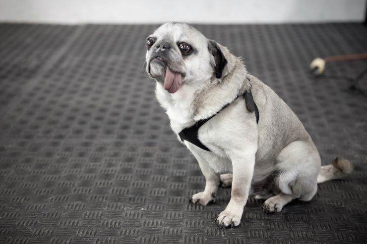 A Pug with it's tongue out