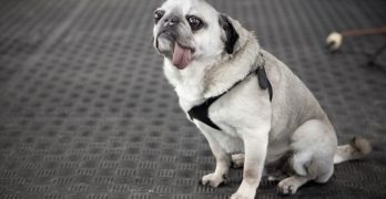 A Pug dog with it's tongue out