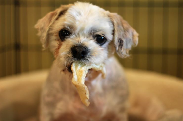 Shih Tzu puppy with food in its mouth