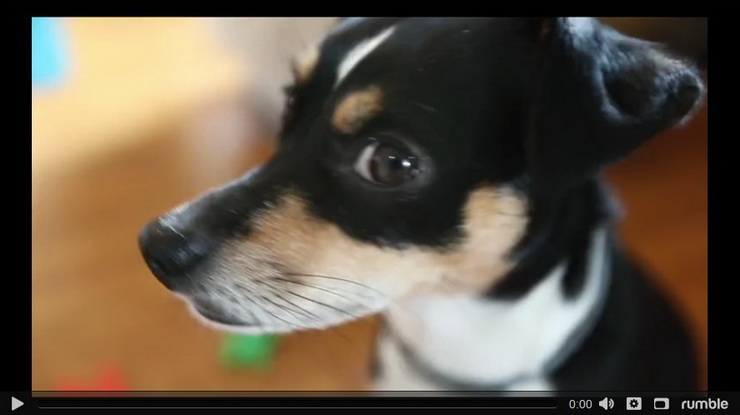 clever dog knows how to spell her name