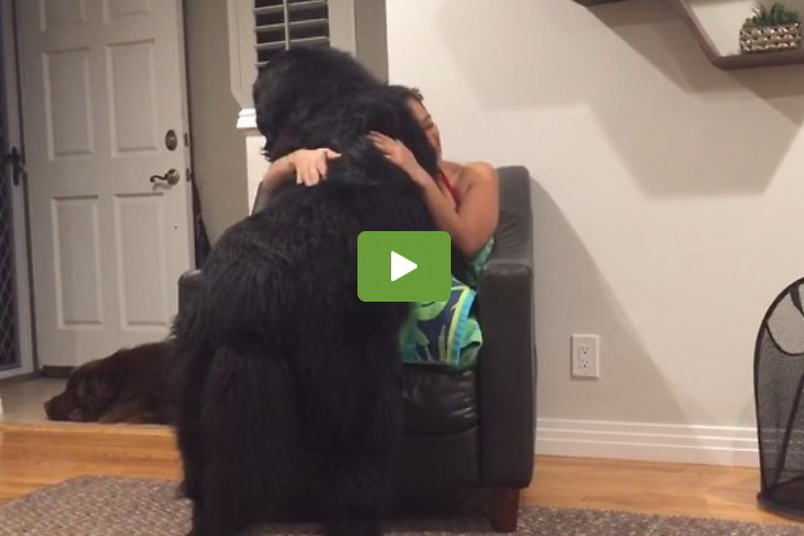 Massive Newfoundland on owners lap