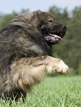 Caucasian mountain shepherd dog standing on his hind legs in the field