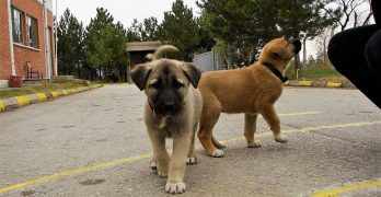 Two Kangal puppies in the yard