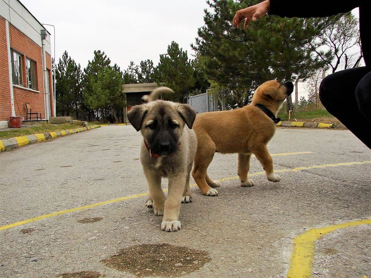 Where in the USA can a Kangal Dog? The Price?