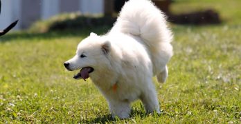 A Samoyed dog in the park trusted off leash
