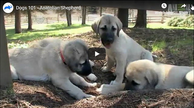 Video - Anatolian Shepherd - Kangal dog facts