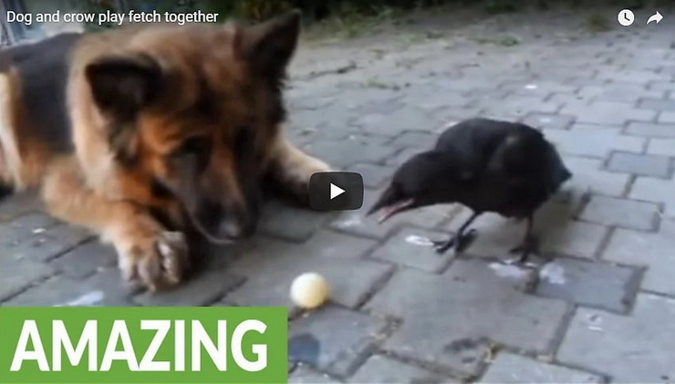 German Shepherd and a crow play fetch