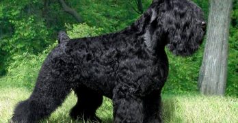 Black Russian Terrier dog in the wood