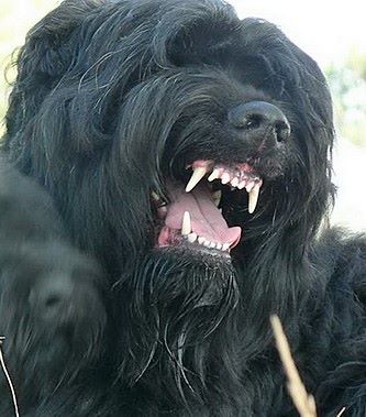 Black Russian Terrier is baring its teeth