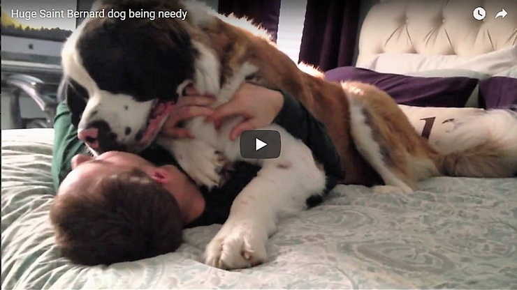 Saint Bernard dog hugs its owner