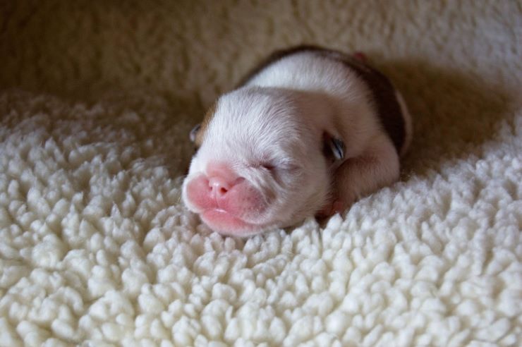 A newborn bulldog puppy