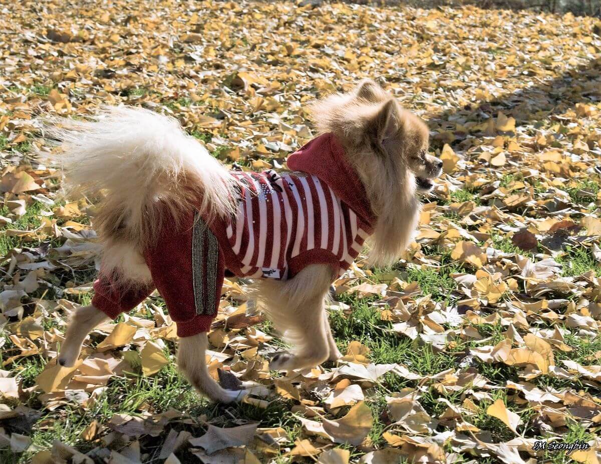 How Often Should I Walk My Pomeranian