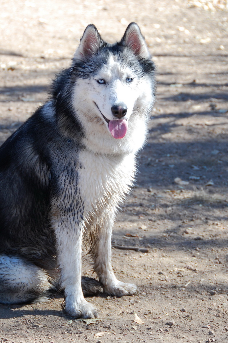 Can you Train a Siberian Husky to Obey Off the Leash?