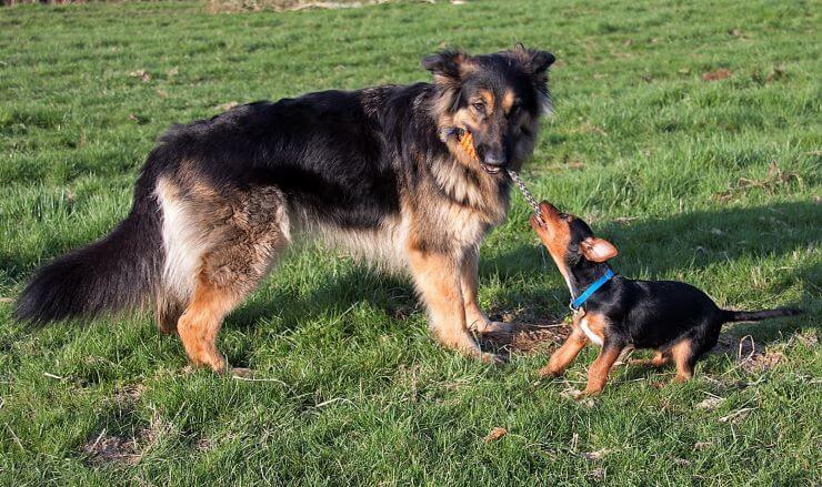 German Shepherd gets along well with other dog