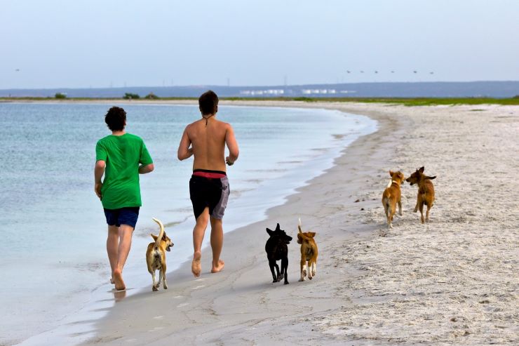 Two men jogging with 5 dogs on a beach