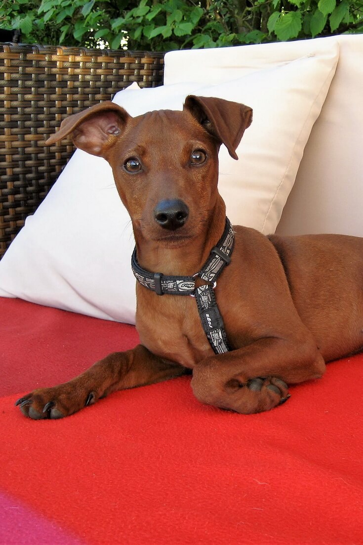 What is the Best Dog Food for my Miniature Pinscher?