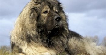 Large Caucasian Shepherd (Russian Bear Dog) lying in the wind