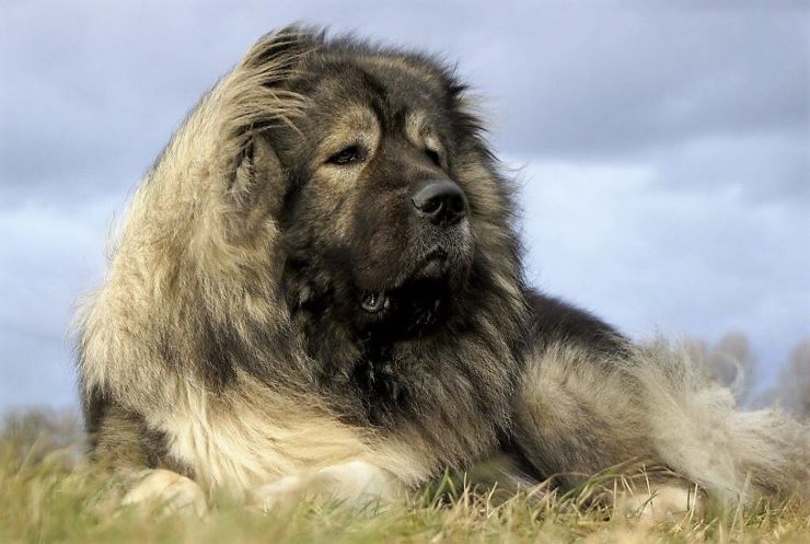 Caucasian Shepherd Russian Bear Dog lying in the wind