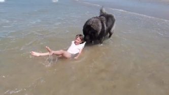 Caucasian Shepherd rescues girl in the sea