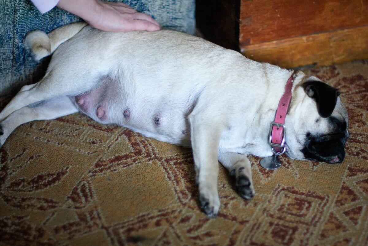 how can you tell if your pug is pregnant