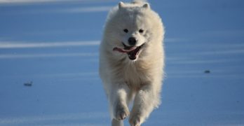 Siberian Samoyed dog running in snow