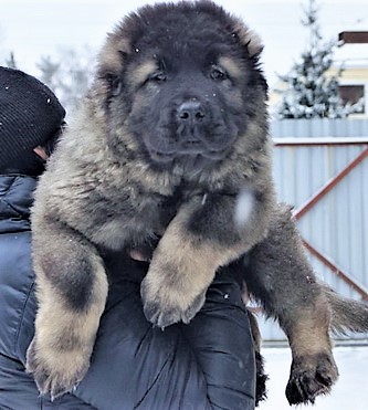Caucasian Ovcharka puppy on man's shoulder