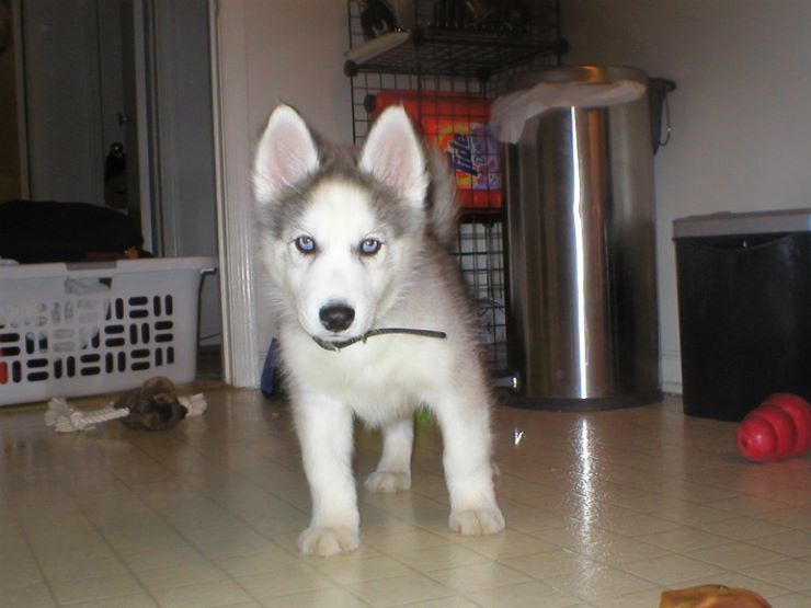 Tips on Raising a Siberian Husky Puppy?