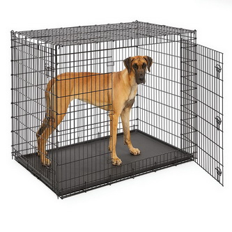 A Great Dane in a large crate
