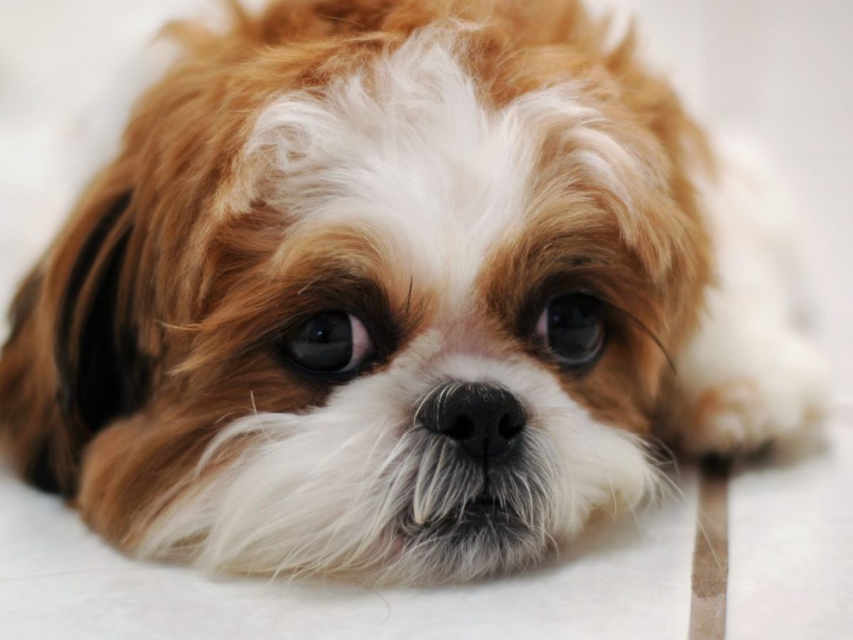 What Should I Give My Shih Tzu Puppy Who Has Diarrhea