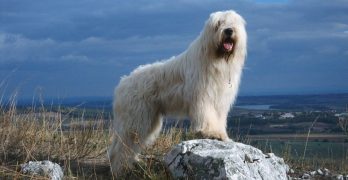 South Russian Ovcharka Sheepdog in the mountains