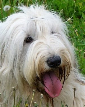 South Russian OvcharkaRussian Sheepdog (White Russian Dog)