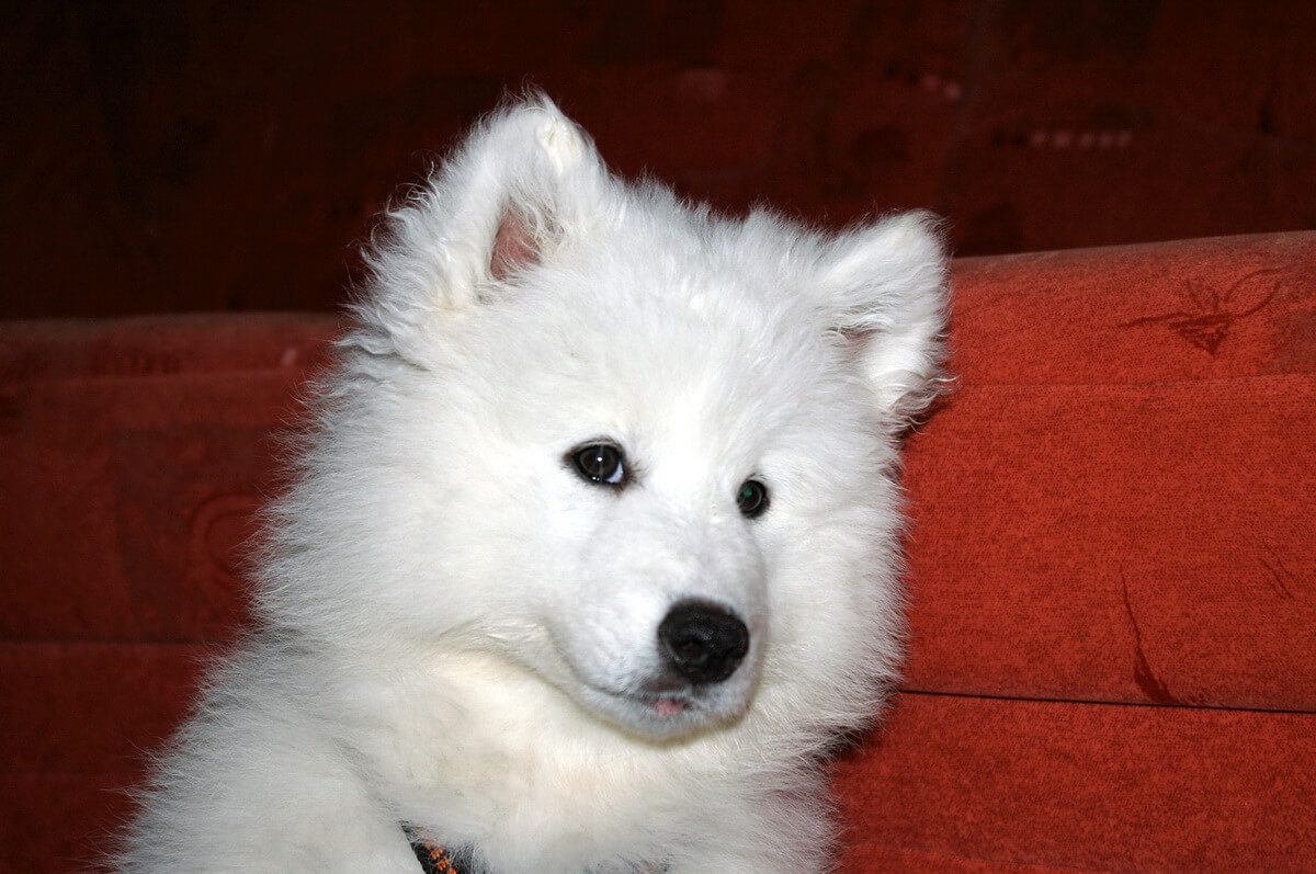 Samoyed Weight Chart