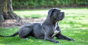 A dangerous Cane Corso dog resting in the park