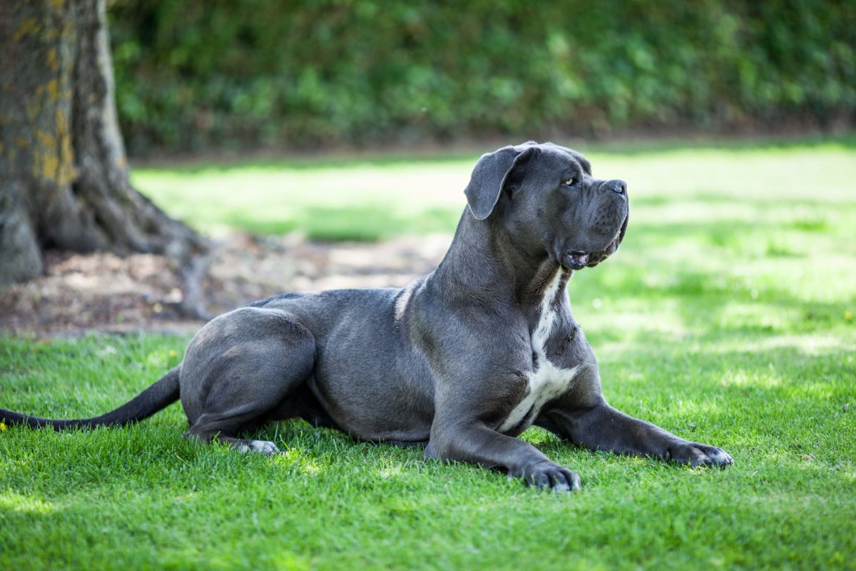 information on cane corso dogs