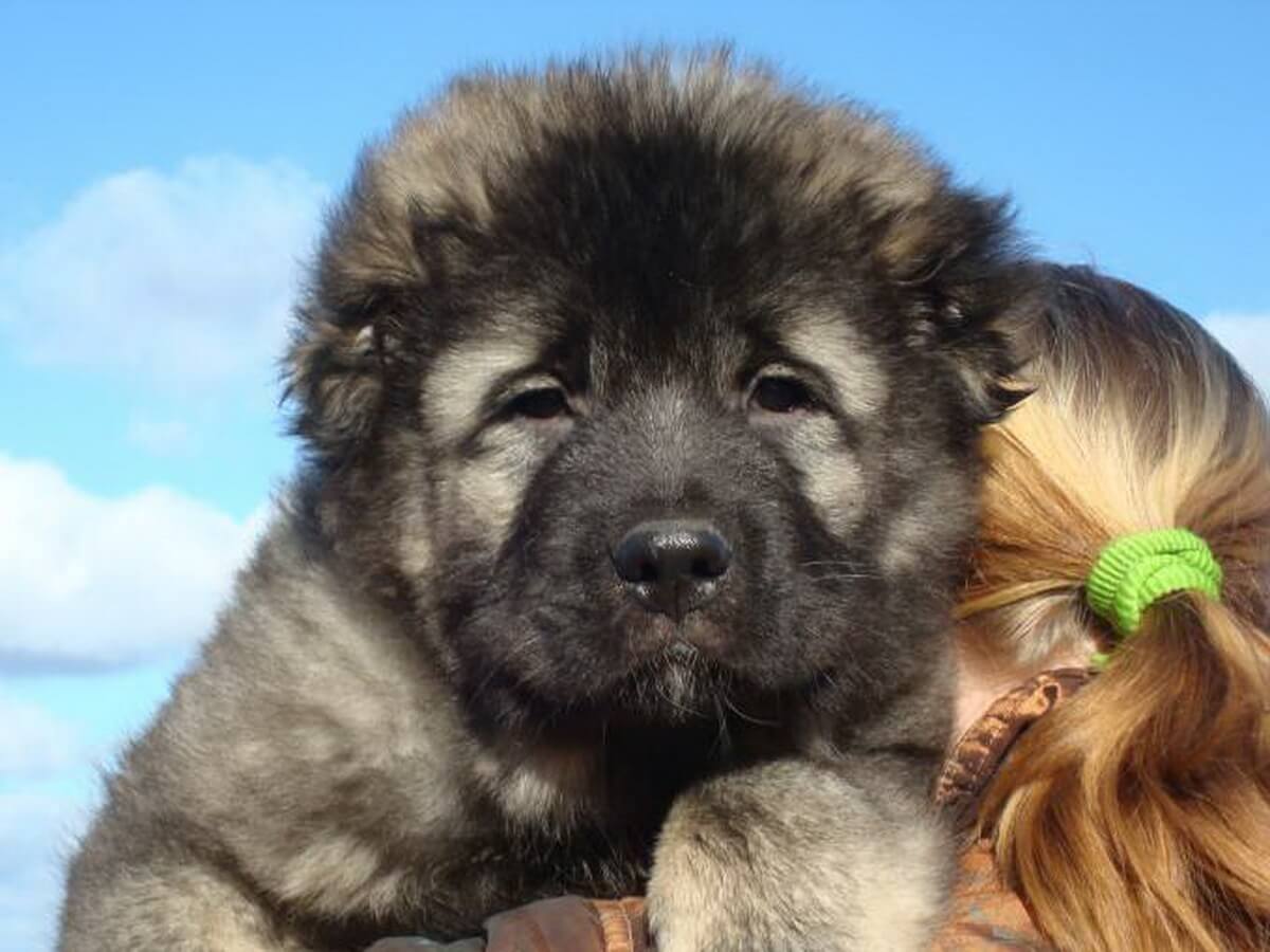 caucasian shepherd puppies for sale near me