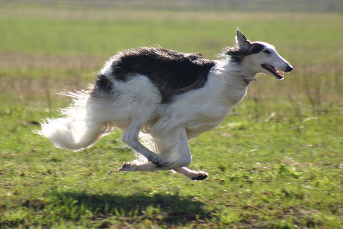 russian dog breeds