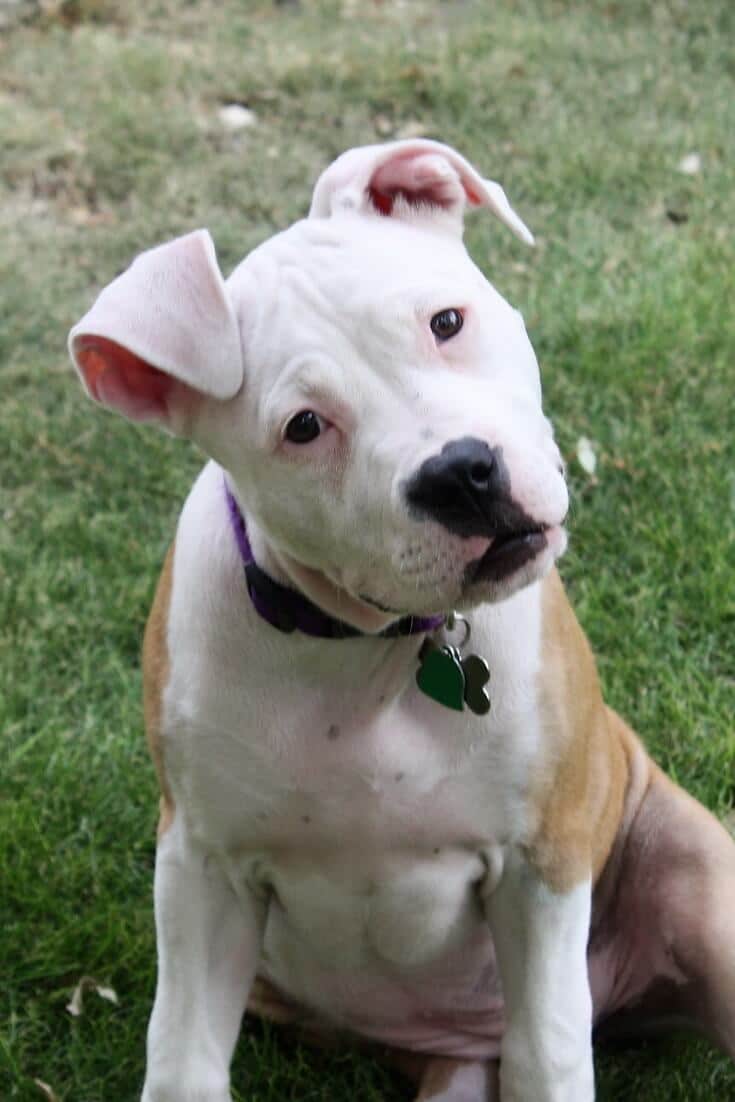 Why do some Pit Bulls have Pointy and others have Floppy Ears?