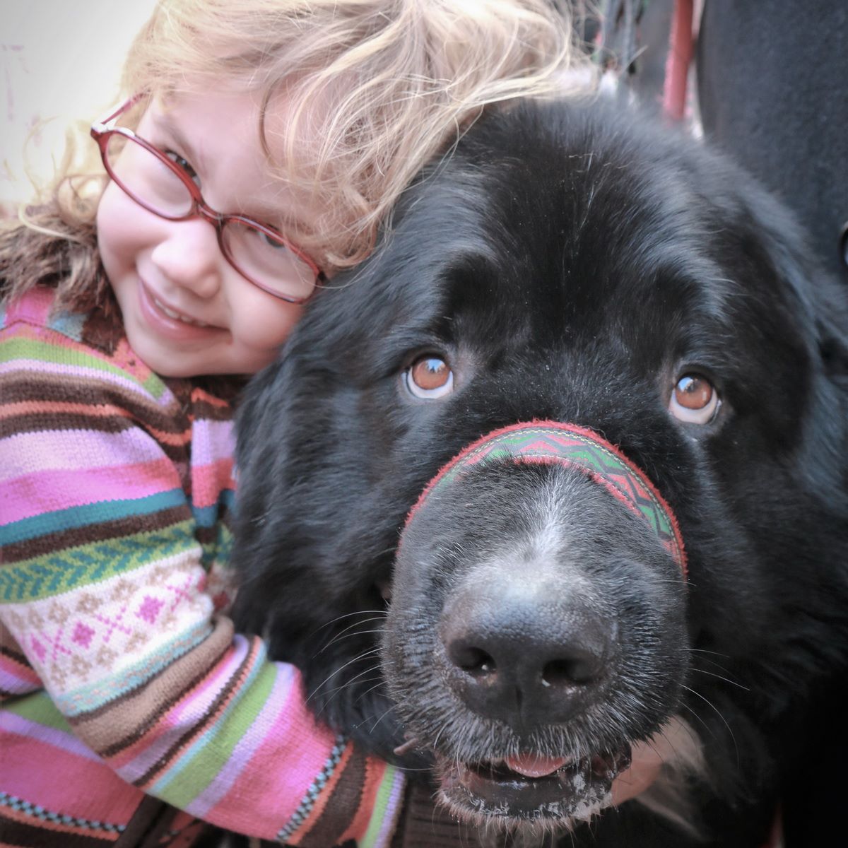 Are Newfoundlands Good Guard Dogs