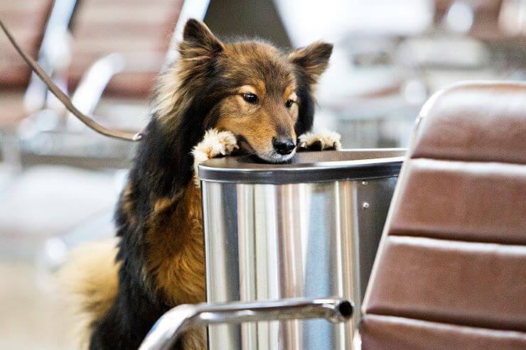 Shalaika airline sniffer dog at work