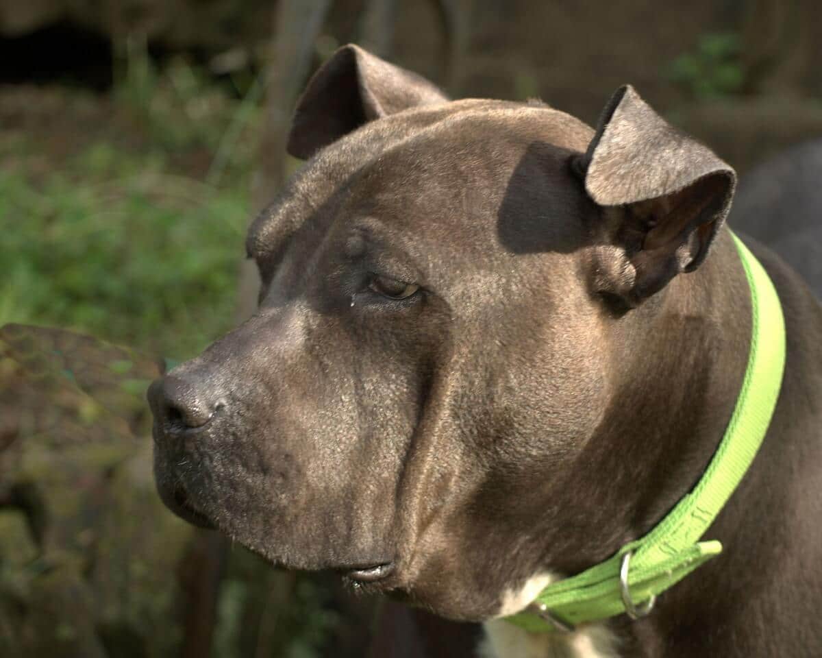 Is It So Necessary To Cut The Ears Of A Cane Corso
