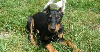 Doberman puppy with cropped ears