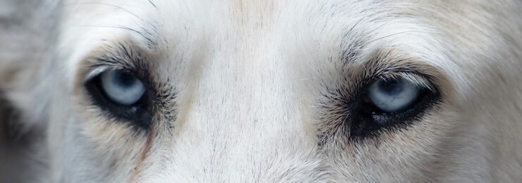 Siberian Husky blue eyes
