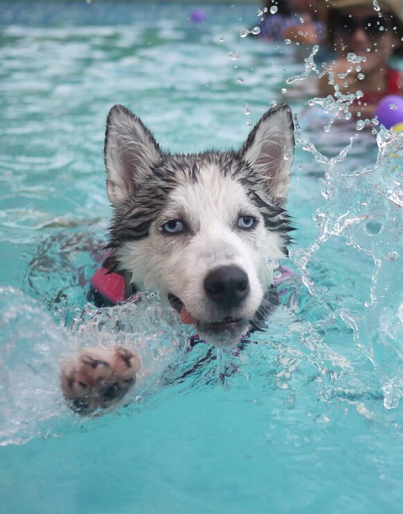 Siberian Husky activities in a swimming pool