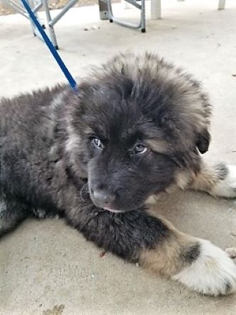 Caucasian Shepherd for Sale or Adoption (New Ads)