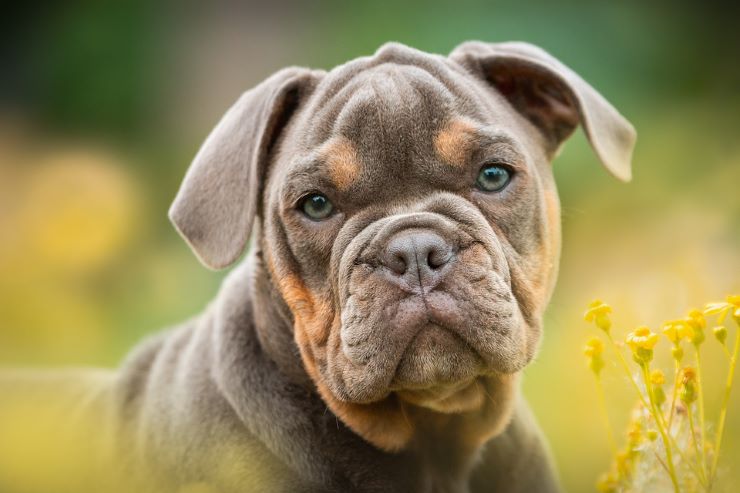 English Bulldog puppy portrait in a field