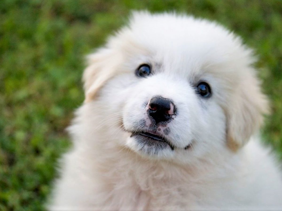 What Would A Maremma And Labrador Mix Be Like