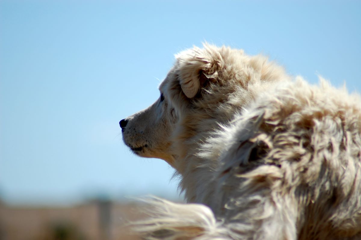 vs Great Pyrenees Maremma sheepdog | Livestock guardian Maremma Sheepdog \u...