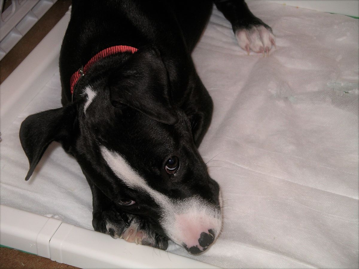 How To Puppy Pad Train Your Dog