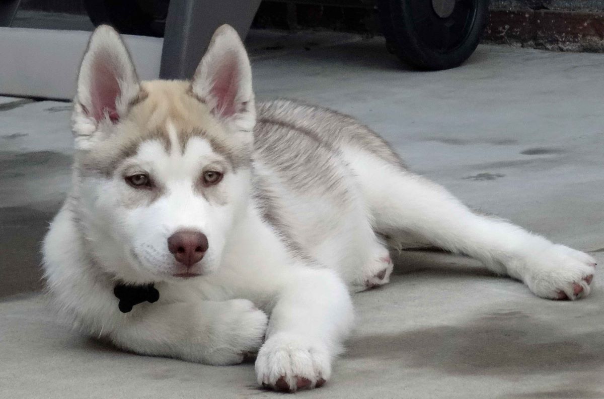 How Much Is A Husky Puppy Without Papers